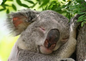 koala