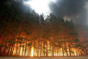 Площадь лесных пожаров в Забайкалье увеличилась до 114 га 360tv.ru